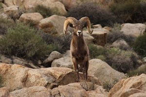 Bighorn sheep stands on a rock. 