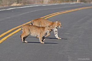 Two bobcats crossing a roadway.