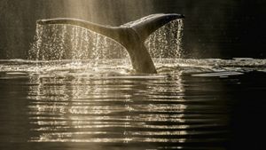 a whale tail pokes out of the water 