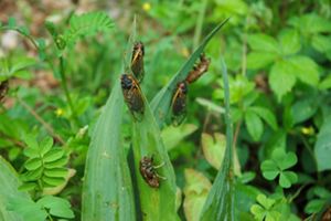Five adult cicadas perch on the tall blades of a green plant.