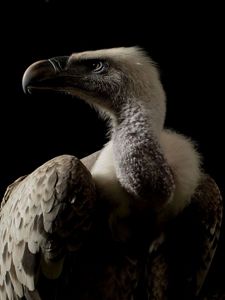 A photographic portrait of a Ruppell's griffon vulture.