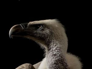 Portrait a Ruppell’s griffon vulture from Kenya.