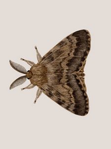 A scientific illustration of a brown spongy moth.