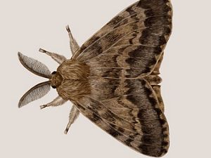 an illustration of a spongy moth.