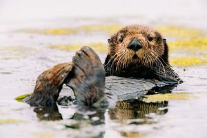 A southern sea otter rests and grooms in lower Elkhorn Slough, CA.