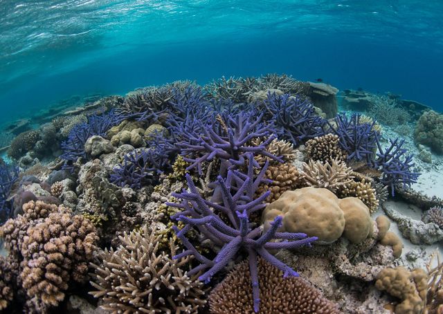 Vista submarina de un arrecife de coral en las aguas poco profundas de Palau.