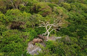 Aerial photo looking down at three elephants in the Gabon forest.