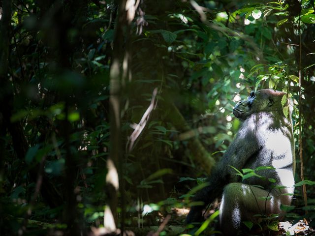 gorilla sitting in a sunbeam