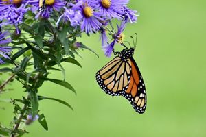monarch butterfly sipping nectar from a purple flower with a yellow center
