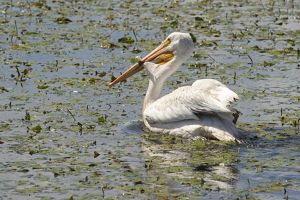 A white pelican floats on a body of water.