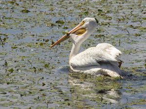 A white pelican floats in a wetland.