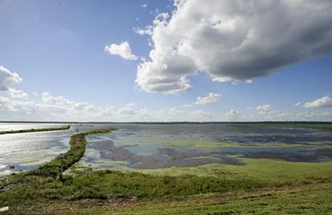 A view of Emiquon from a grassy bank looking out over the water with a sunny blue sky with clouds overhead.