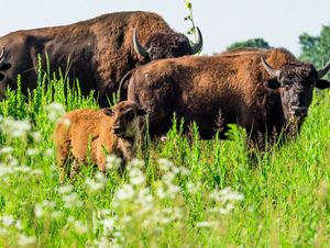 A bison family with a calf stand in a grass field at Nachusa.