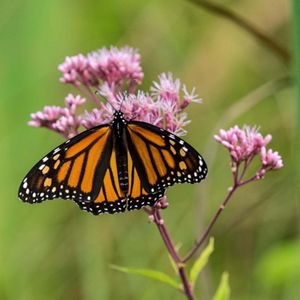 A monarch butterfly on a purple flower.