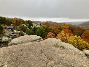 Rainforest with ferns and moss-covered tree trunks.