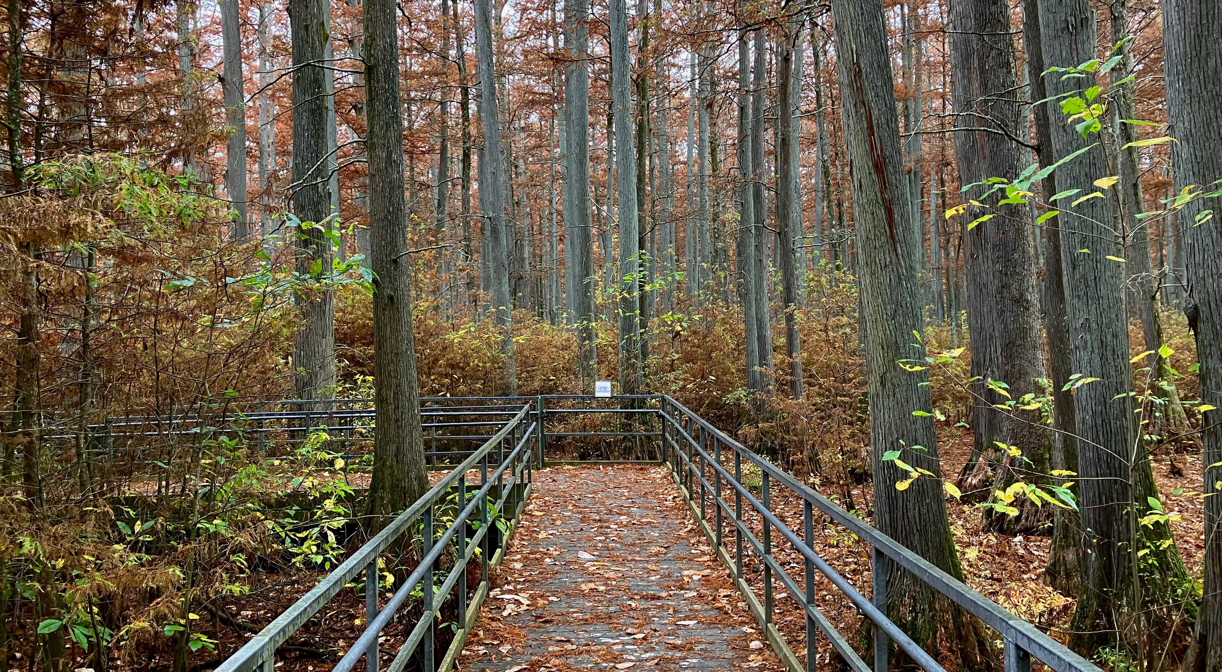 Boardwalk through a forest of tall cypress trees.