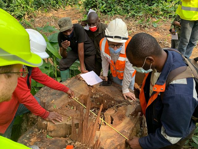 TNC staff and forest technicians measure the amount of hollowness at the center of a log in Republic of the Congo.