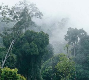 Trees in fog in Indonesia rainforest.