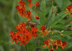 Bee on orange wildflower.