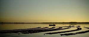 View looking across a wide, flat body of water with rows of oyster beds showing through the surface.