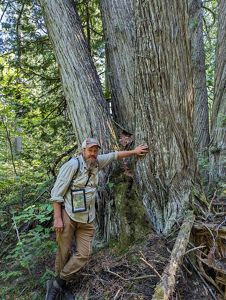 Person standing next to white cedar tree in the forest. 