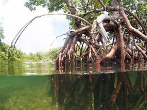 Close up view of mangrove roots.