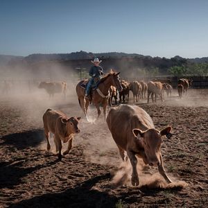 A boy in a cowboy hat sits astride a horse, herding cattle.
