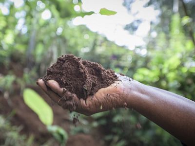 a hand holds a pile of rich soil against a backdrop of forest