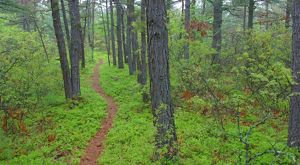 A trail winds between pine trees and through bright green undergrowth.