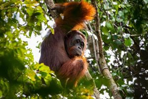 an orangutan grips a tree trunk
