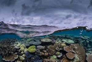 Los secretos de los “superarrecifes” para sobrevivir