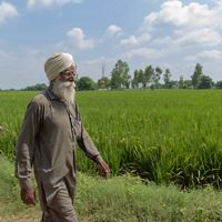 Amar Singh walks along a field of wheat that is still green in Punjab.