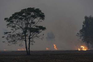 Large orange flames rise from burning rice fields as a dark dense smog blocks out visibility and light.