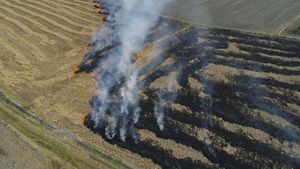 Aerial of a rice paddy field on fire. The orange flames are making their way to tan rice stubble while leaving a path of smoldering lines of stubble.