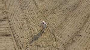 Aerial of Amar Singh walking over a dry bare farm field with tractor tracks that has just been seeded.