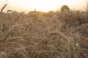 A field of mature wheat looks like an explosion of golden tendrils and seeds.