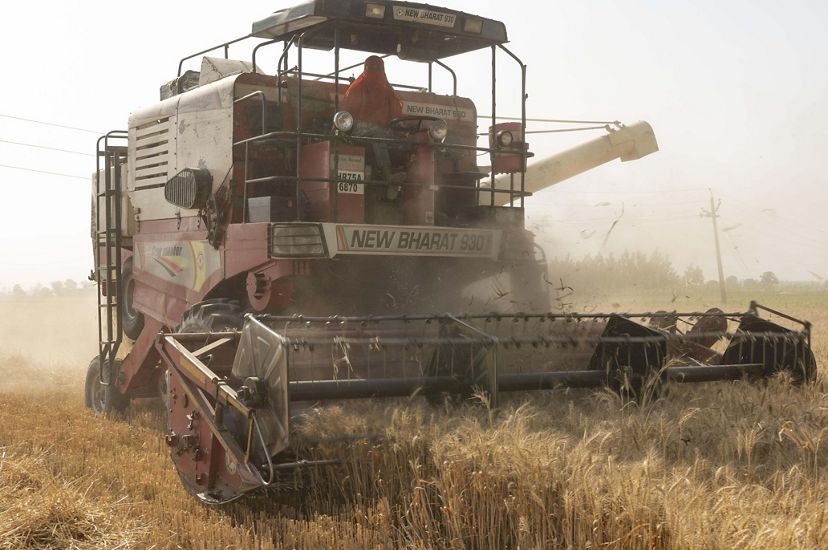 A person wearing protective fabrics drives a large maroon colored combine machine that sweeps up wheat in its machinery.