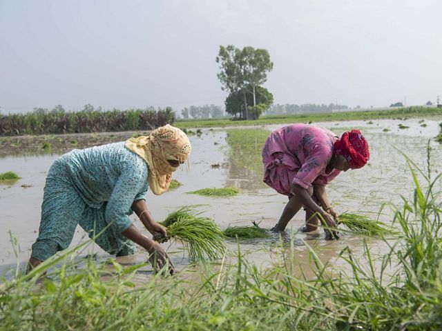 2 women wearing colorful fabric crouch over submerged rice in a paddy.