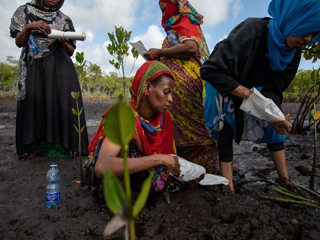 Women planting mangroves