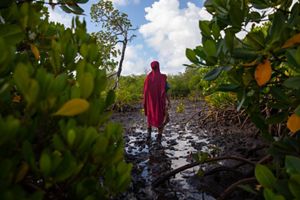 Zulfa Hassan, founder of the Mtangawanda Women’s Association, stands in the mangrove plantation that she and the group restored and manage. 