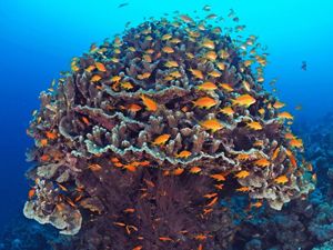 An underwater view of a large coral reef, surrounded by bright orange fish.