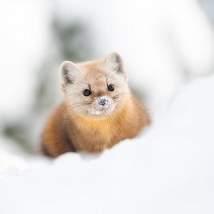 A pine marten peeks out of the snow.