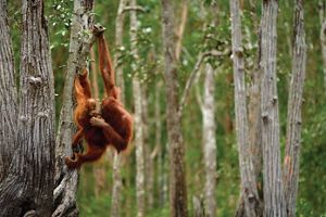 A mother orangutan hangs out with her baby in the forests of Kalimantan, Indonesia. 