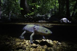 A salamander floats just beneath the surface of the water.