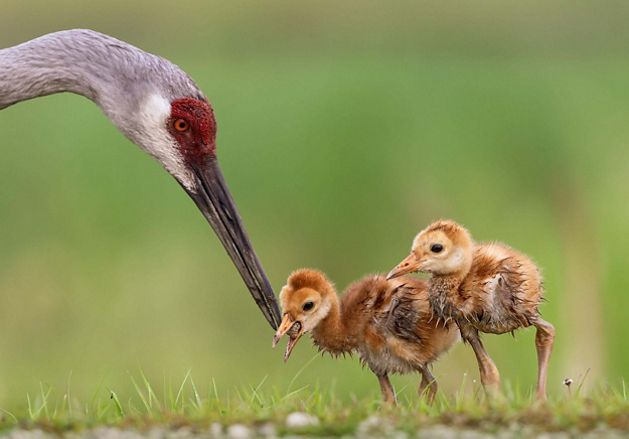 Adult sandhill crane tends to two chicks.