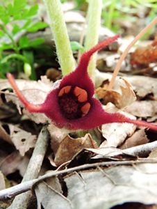 Long thin petals emerge from a red wildflower.