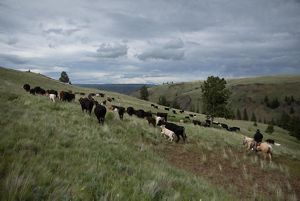 Ranchers lead a herd of cattle on the Zumwalt Prairie Preserve in Wallowa County, Oregon. 