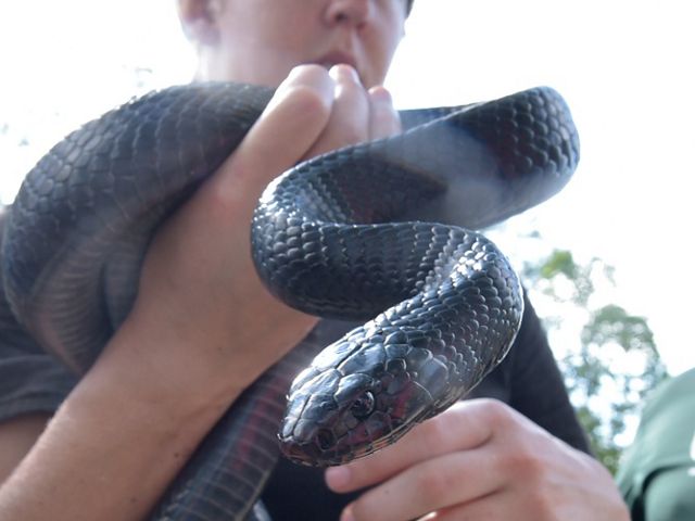 A person in a baseball cap holding a large black snake.