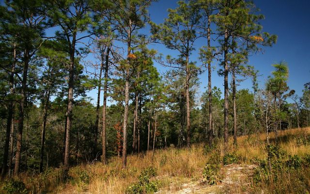 A stand of longleaf pine trees on a sandy hillside with grassy underbrush.