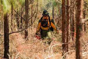 A woman holding a drip torch lights brown brush on fire.